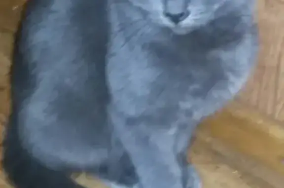 Найдена кошка, Ростов-на-Дону, фото: Найдена кошка в Ростове: добрая мурчалка.