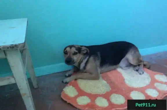 Найдена собака в Ереване, нужны хозяева.
