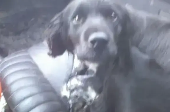 Найдена домашняя собака на месторождении в Нижневартовске