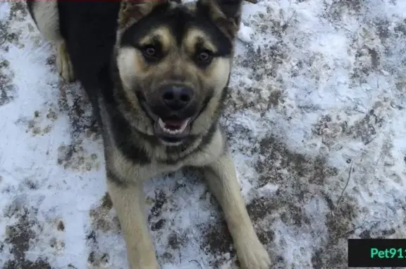 Пропала собака Джек в Владимирской области!