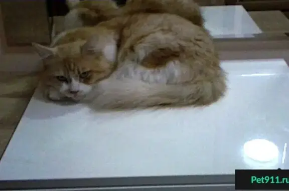 Котик ищет дом в Геленджике, Россия