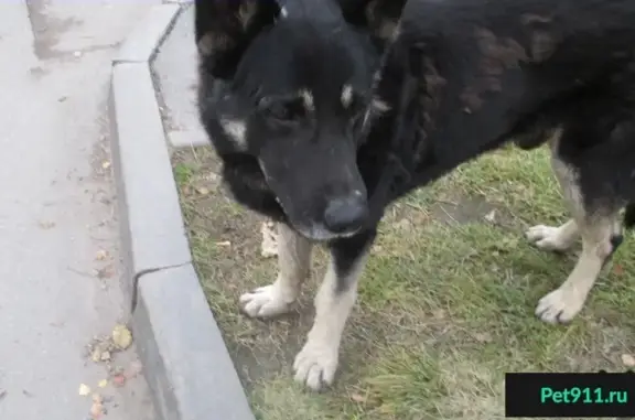 Собака ищет хозяина у Колтушского шоссе в Янино