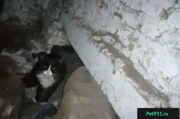 Крупный кот в подвале на 60 лет Октября, Белгород
