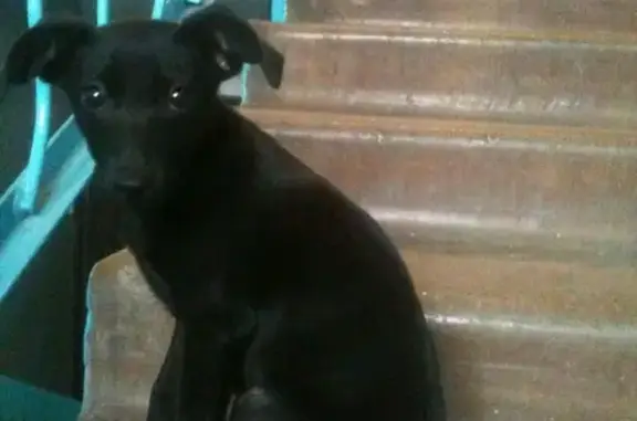 Найден щенок на ул. Комсомольской, 30А в Братске