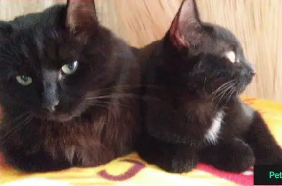 Кошки потеряшки, Чурилово, фото: Потеряшкаи коты, Челябинск, пос. Чурилово 30.10.2016