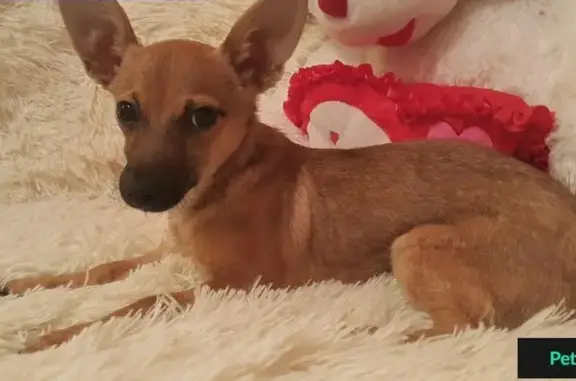 Найдена собака на остановке в Казани