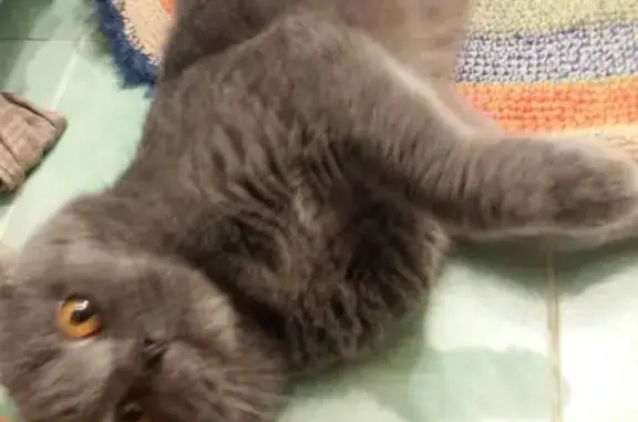 Найден серый британский кот в Ростове-на-Дону