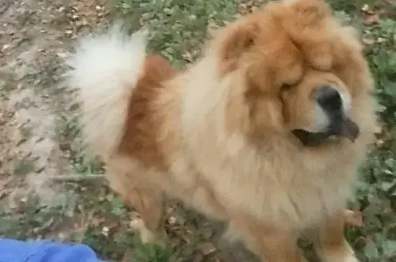 Пропала собака в Чеховском районе, Московская область