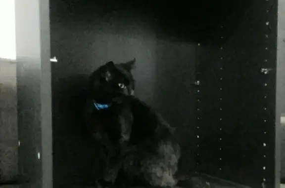 Кошки потеряшки, Головково, фото: Потеряшка кот в Головково, Солнечногорский район