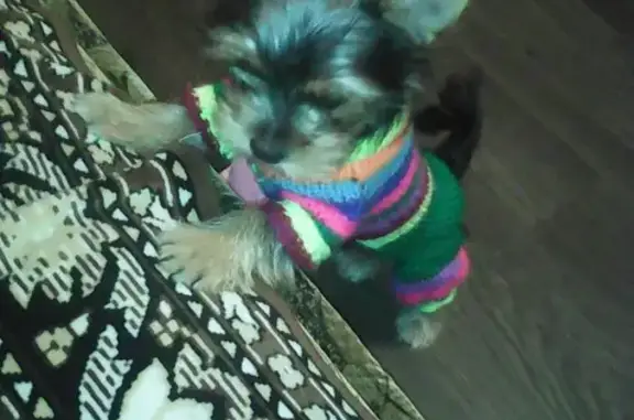 Пропала собака в Сакском районе, с. Червоное