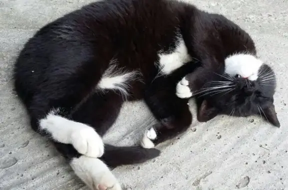 Пропала кошка на Рабочем проезде в Истре
