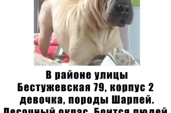 Пропала собака Шарпей на ул. Бестужевской, Красногвардейский переулок, СПб