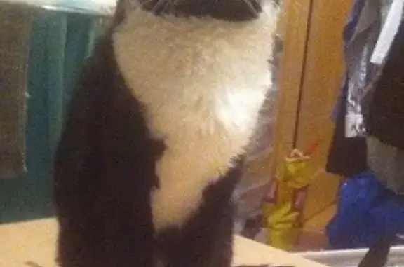 Кошки потеряшки, Лисий Нос, фото: Потеряшка домашний кот в СПб и ЛО, адрес - Березовая аллея в СНТ 