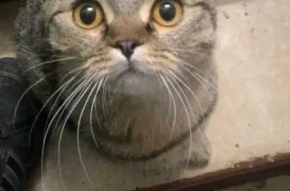 Найдена вислоухая кошка на улице Ставропольской, 18