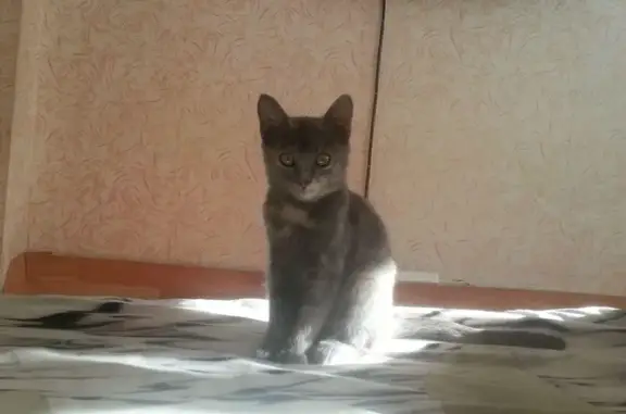 Пропала серая кошка на ул. Алексеева в Советском районе