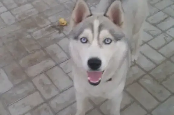 Пропала собака в Красно-октябрьском районе, Волгоград