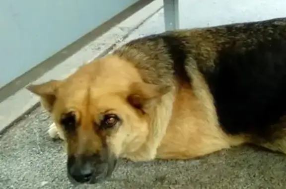 Найдена собака в ошейнике в районе ЦРБ, Оренбург