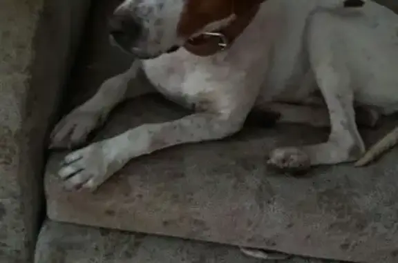 Найдена собака на Ахуне, Сочи.