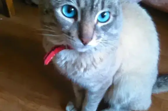 Кошки потеряшки, Азино, фото: Потеряшка кошка на Вагапова 15, возраст 5 лет, голубоглазая, светло-серая.