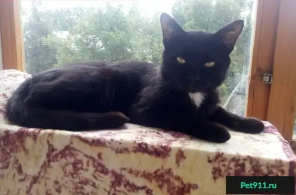 Пропал черный кот Кузя в парке 1 Мая, м. Чкаловская, Н.Новгород