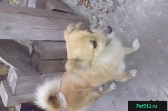 Найдена собака в Дергаево, Московская область