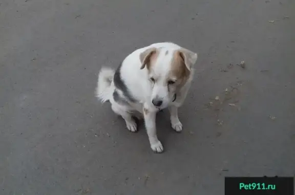 Собака на ул. Олимпийской 44 в Тюмени с ошейником