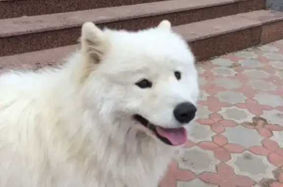 Найдена собака в деревне Вороновка, Татарстан