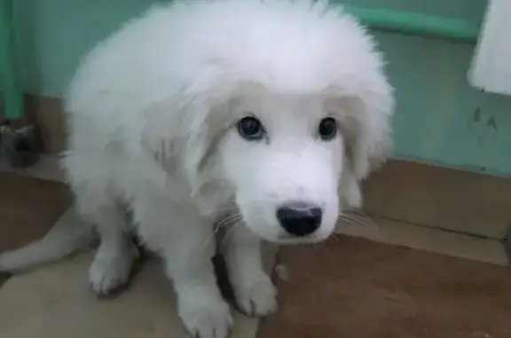 Найден белый щенок в Покровке, Красноярск