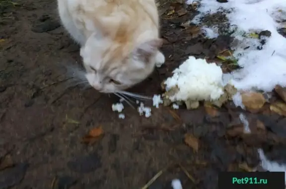 Найдена кошка в д. Анхимово, 7км от Вытегры