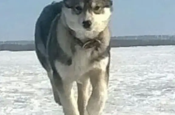 Пропала собака лайка в районе Завертяева, Омск