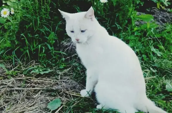 Пропала кошка БАРС на Братиславской улице