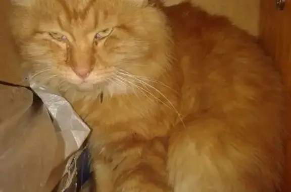 Найдена кошка на пер. Саратовском, 4 (Хабаровск)