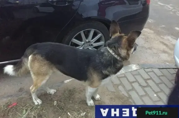 Найдена собака в Балашихе, ул. 40 Лет Победы, д. 33, у 1 подъезда