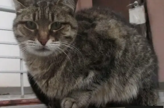 Найдена стерилизованная домашняя кошка в Москве