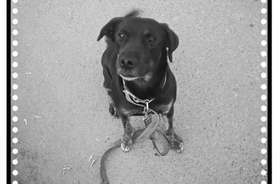 Пропала собака на ул. Заводская, ВИЗ, Екатеринбург