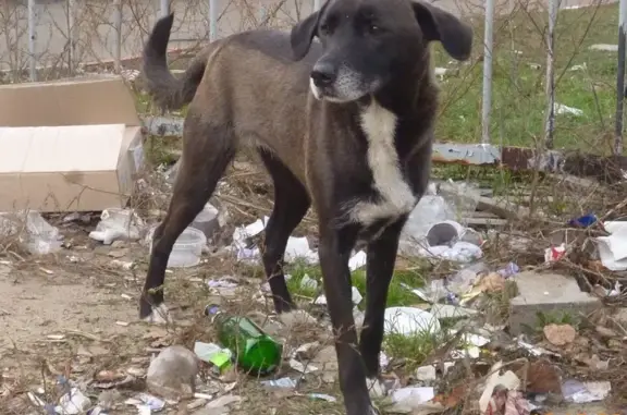 Найдена собака в Орехово-Зуевском районе