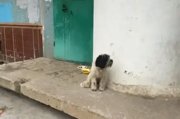 Найдена собака на проспекте Карла Маркса, 13
