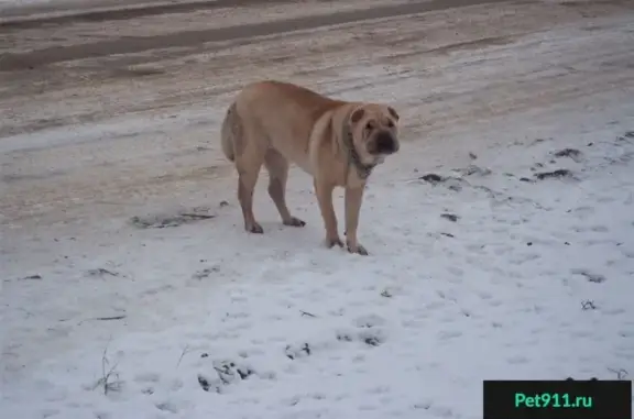Собака прибилась к двору в Кировске, ищем хозяина!
