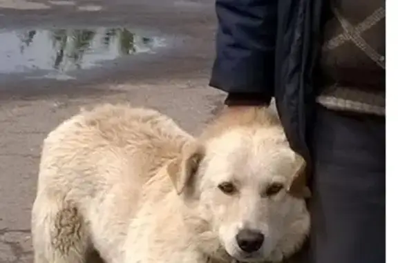 Пропала собака на ул. Стартовой, Москва