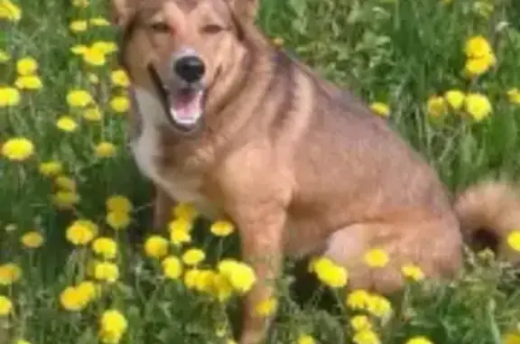 Пропала собака Лайка в Мокшанском районе