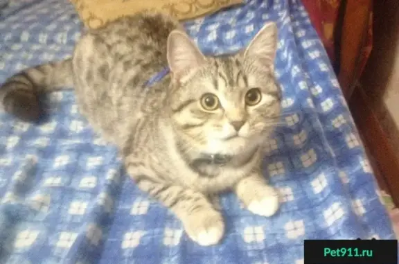 Кошки потеряшки, рабочий посёлок Заокский, фото: Потеряшка кот по кличке 