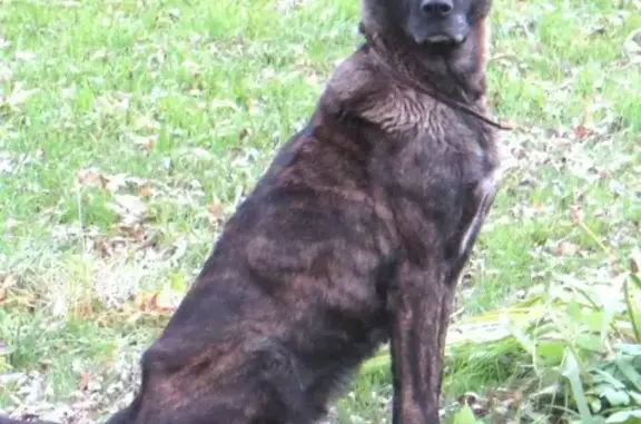 Найдена молодая собака в деревне Иваново, Рузский район