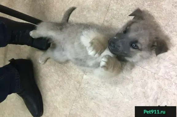 Найден щенок кавказской овчарки в Академгородке