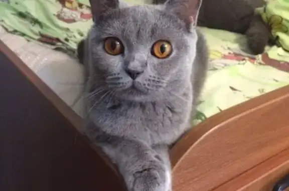 Кошки потеряшки, Авангард, фото: Потеряшка кошка в селе Авангард, Приморский край