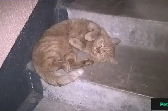 Найдена кошка на Никольской 3А