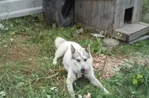 Пропала собака в Калининском районе Новосибирска