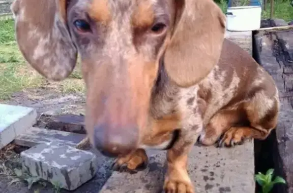 Собаки потеряшки, Нижний Новгород, фото: Потеряшка мраморная такса в Садоводческом ТНТ Сортировочный, Нижний Новгород