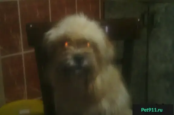 Собака с клеймом найдена около Парк Хауса в Тольятти