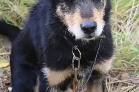 Найдена собака в СНТ СВЯЗЬ, Иркутская область