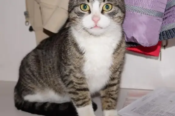 Найдена домашняя кошка в Красногорске